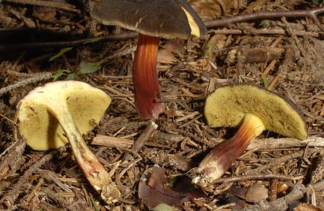 Herbstrotfuß (Xerocomellus pruinatus) - © Heinz Prelicz